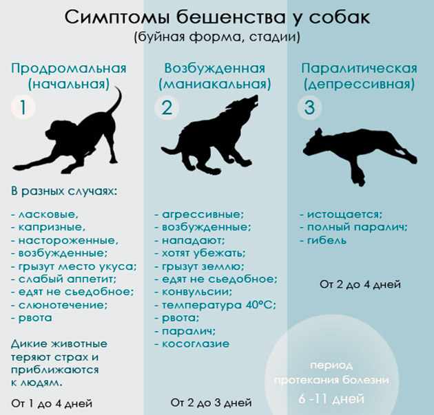 проявления бешенства