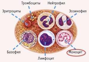 снижение моноцитов в анализе крови