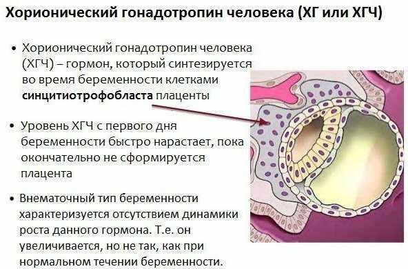 ХГЧ и его значение