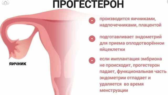прогестерон и его значение в организме