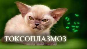 токсоплазмоз у кошки