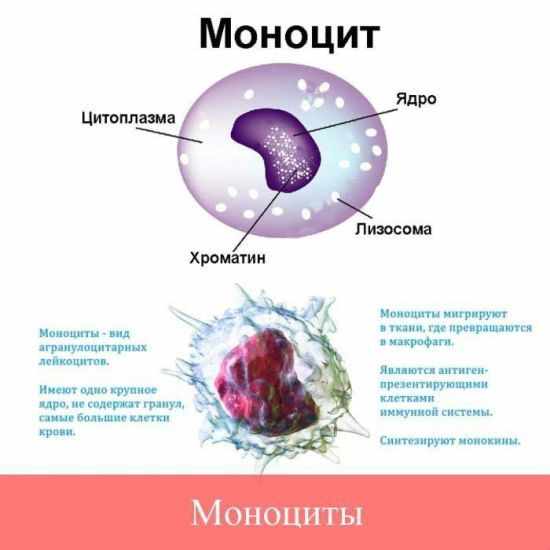 значение моноцитов