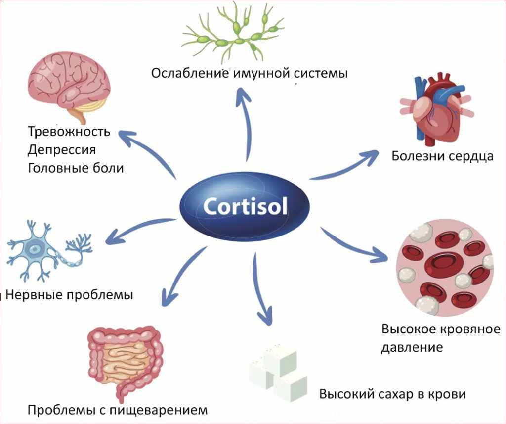 значение кортизола в организме