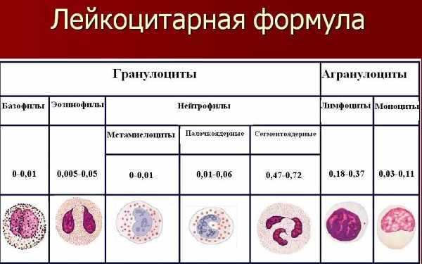 виды лейкоцитов