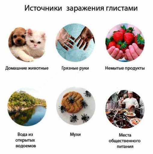 источники заражения глистами и как сдавать анализы на паразитов