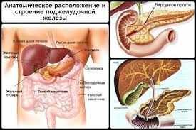 строение поджелудочной железы