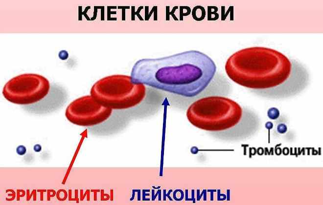 основные клетки крови