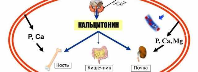 кальцитонин и его действие