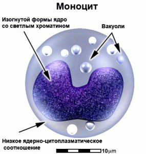 моноцит и его структура