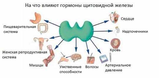 значение гормонов щитовидки для организма