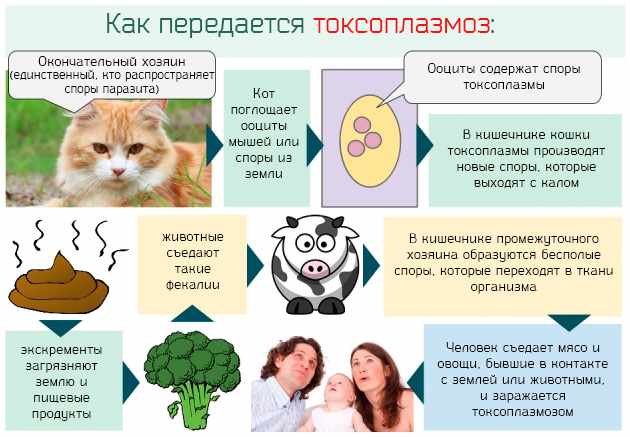 пути заражения кошки токсоплазмозом