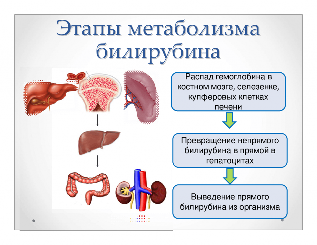 метаболизм билирубина