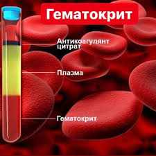 hct в анализе крови норма