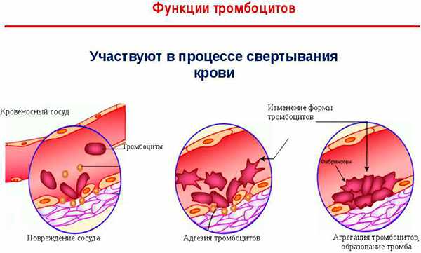 задача тромбоцитов в организме