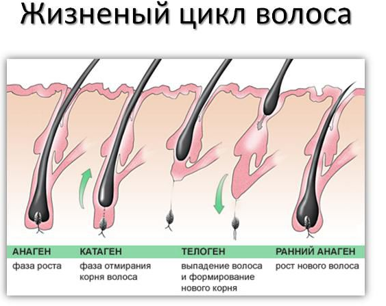 жизненный цикл волоса