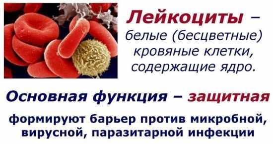 значение лейцкоцитов в крови
