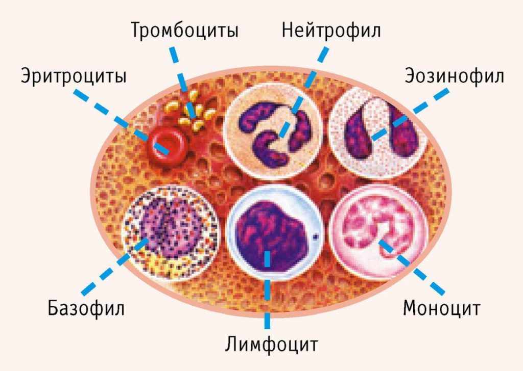 составляющие анализа крови