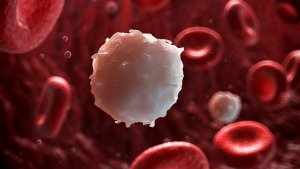 Лейкоциты – белые клетки крови, которые отвечают за иммунитет