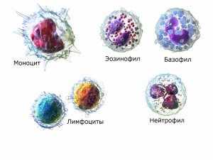 Лейкоформула представляет собой соотношение нескольких видов лейкоцитов