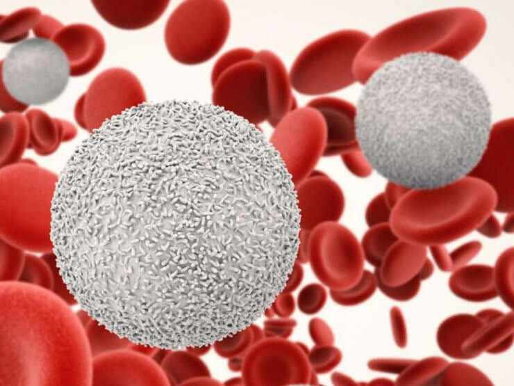 Лейкоциты – белые клетки крови