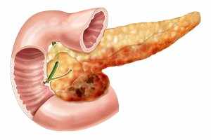 Поджелудочная железа – это важный орган пищеварительной системы