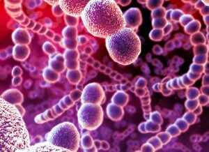 Стрептококк – это грамположительная бактерия шарообразной или яйцеподобной формы