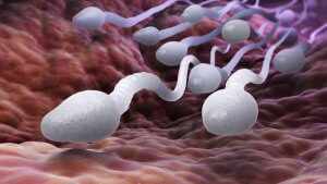 Сперма состоит из сперматозоидов и семенной жидкости