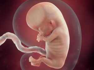 К концу первого триместра у ребенка уже сформированы все жизненно важные органы