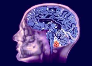 Методика исследования головного мозга
