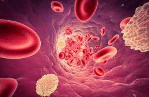 Лейкоциты – это белые кровяные клетки