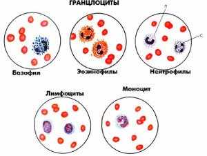 Подгруппы лейкоцитов