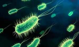 Уреаплазмы – мелкие бактерии, обитающие на слизистых половых органов и мочевых путей