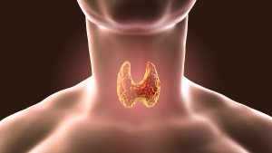 Щитовидная железа выделяет 2 важных гормона – Т3 и Т4