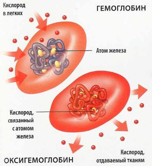 Гемоглобин и кислород
