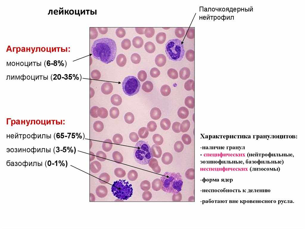 Норма лейкоцитов у детей и взрослых: таблица