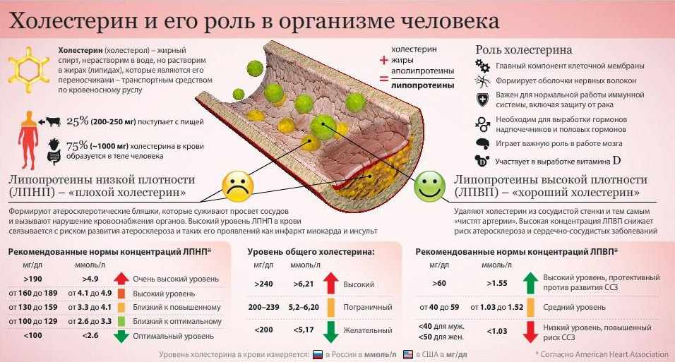 Роль холестерина в человеческом организме