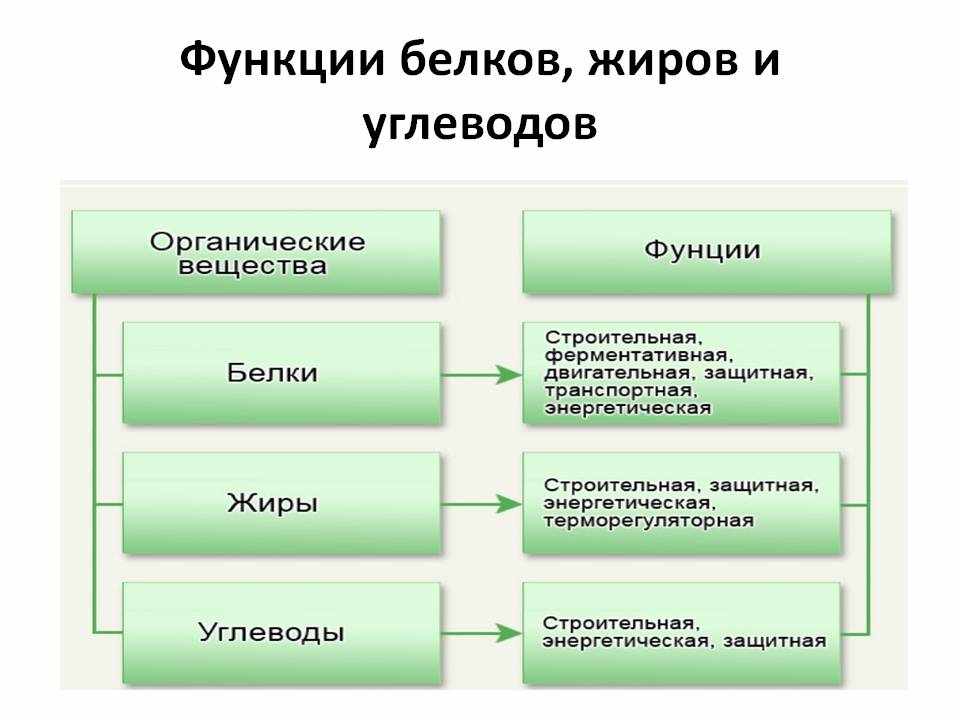Функции белков, жиров и углеводов