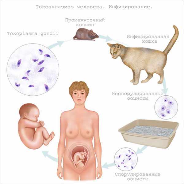 Путь инфицирования токсоплазмозом беременной женщины
