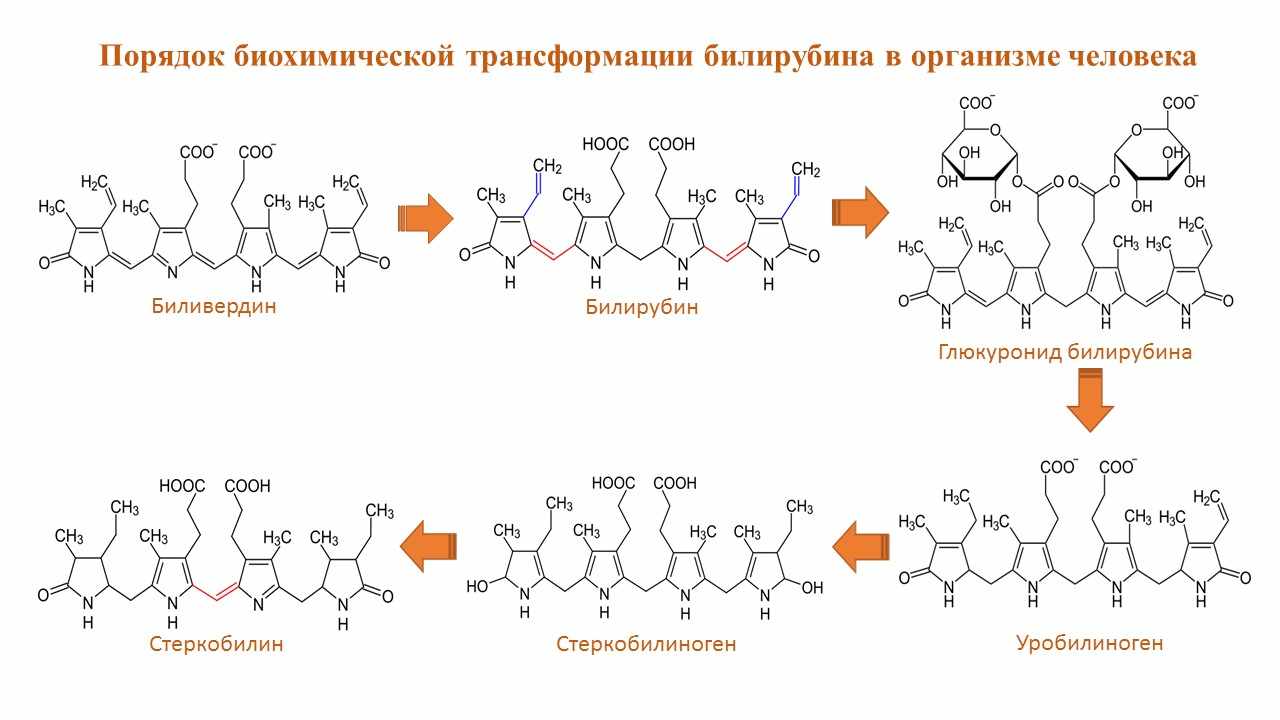 Порядок биохимических превращений билирубина