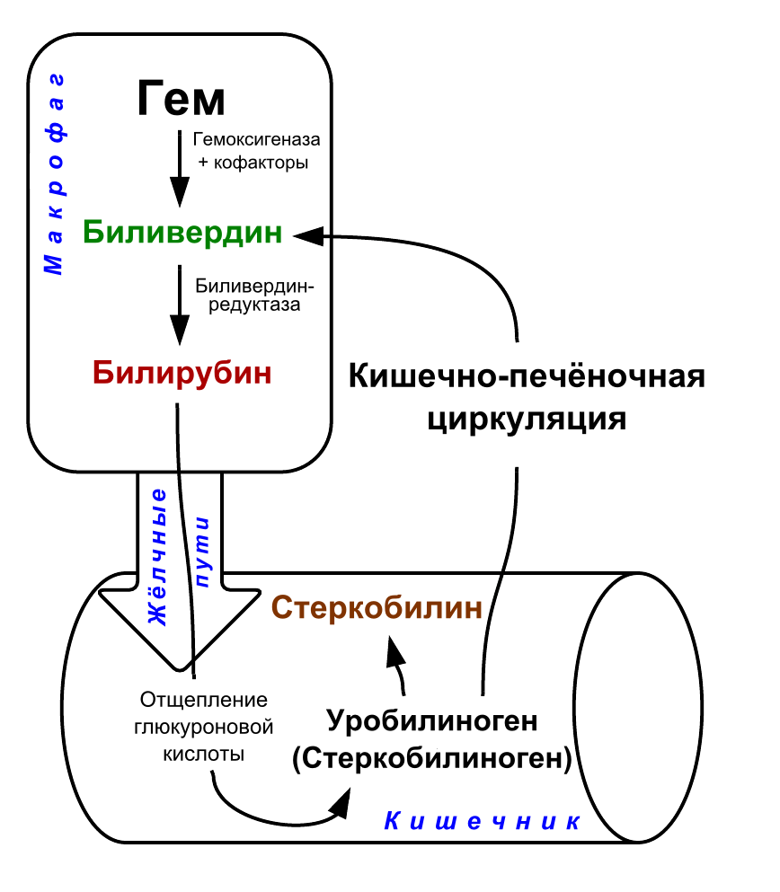 Метаболизм билирубина