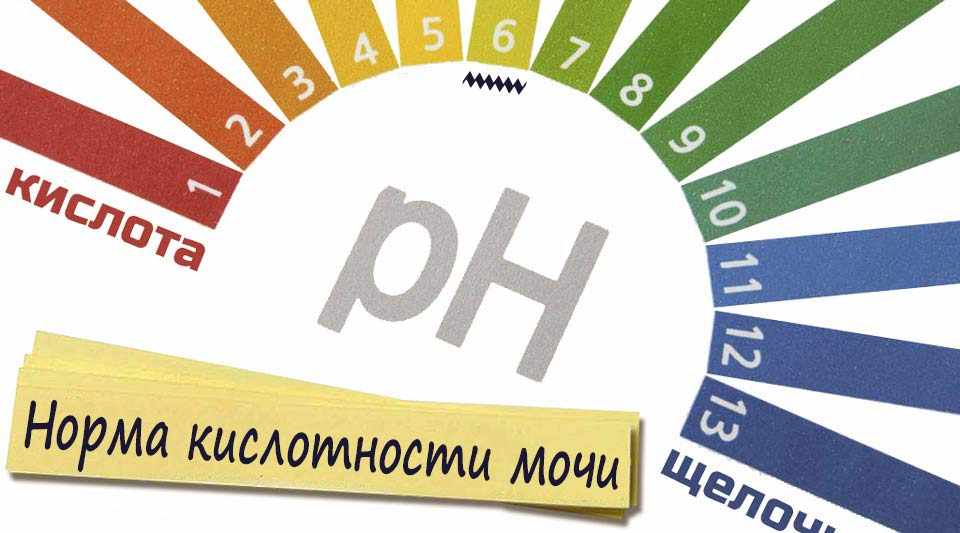 Кислотность мочи 