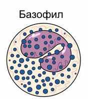 Базофил