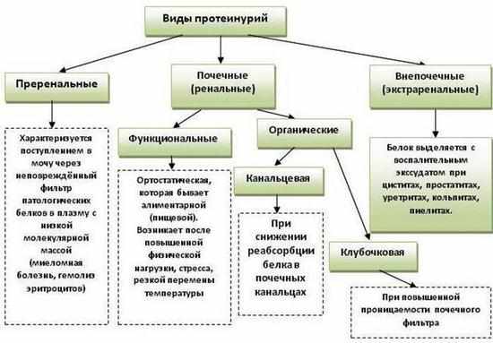 Виды протеинурий