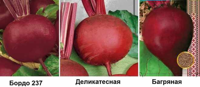 Разные сорта свеклы