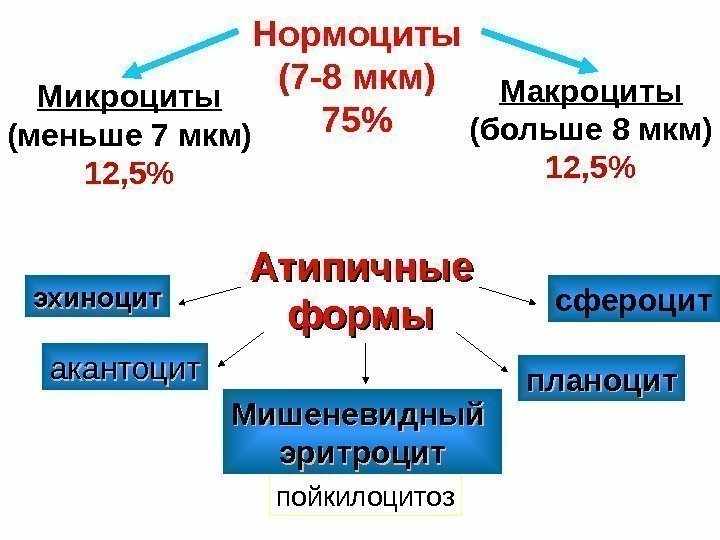 Форма и размер эритроцитов