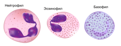 базофил
