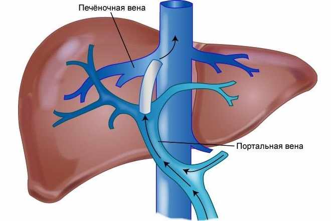 Пересечение вен печени с кровеносной артерией