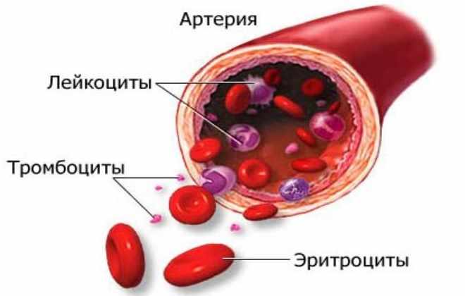 Артерия в схематическом разрезе