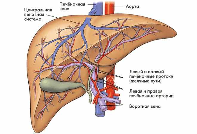 Здоровое состояние печени