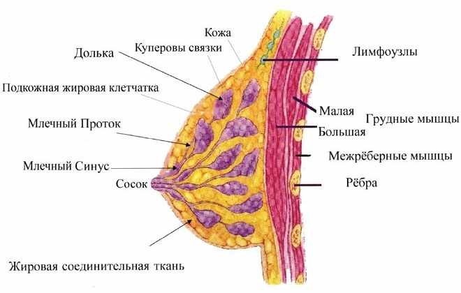 Строение женской груди
